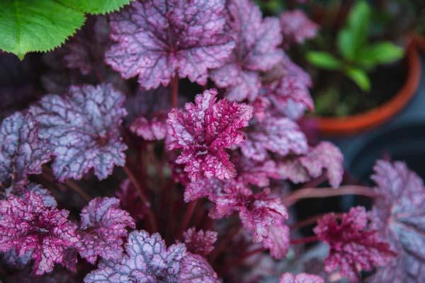 Coral Bells 'Plum Pudding' 1 Gallon
