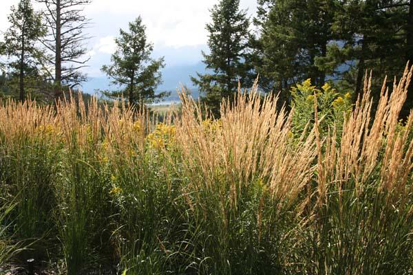 Feather Reed Grass  'Karl Foerster' 3 Gallon