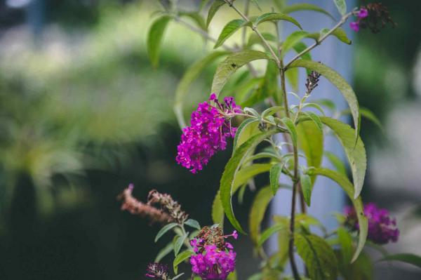 Butterfly Bush Buzz&reg; 'Purple' 1 Gallon