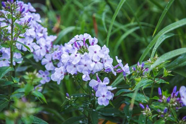 Summer Phlox FLAME&trade; Blue 1 Gallon