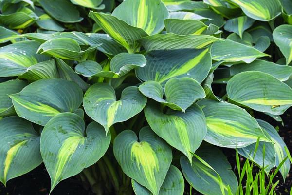 Hosta 'Touch of Class' 1 Gallon