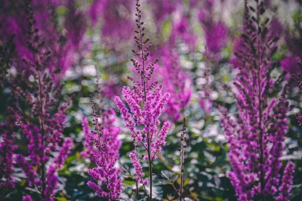 Astilbe 'Maggie Daley' 2 Gallon