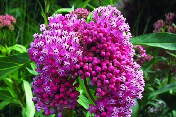 Swamp Milkweed 'Cinderella' 1 Gallon