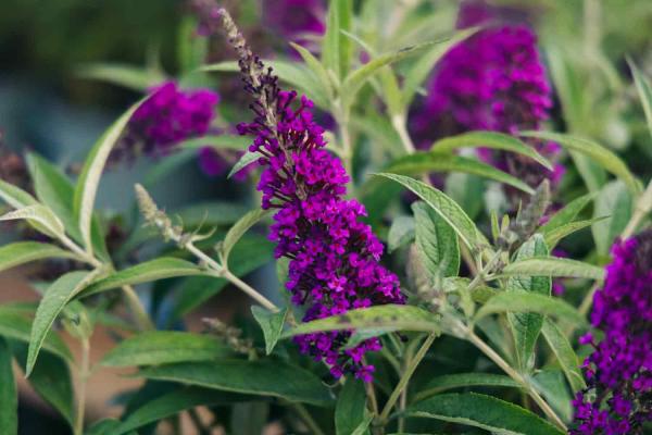 Butterfly Bush Buzz&reg; 'Magenta' 2 Gallon