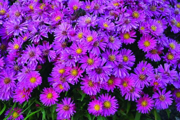 New England Aster KICKIN&reg; 'Carmine Red' 1 Gallon