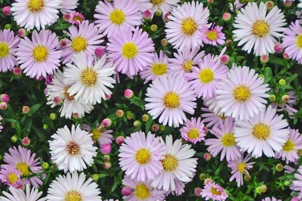 New England Aster KICKIN&reg; 'Pink Chiffon' 2 Gallon
