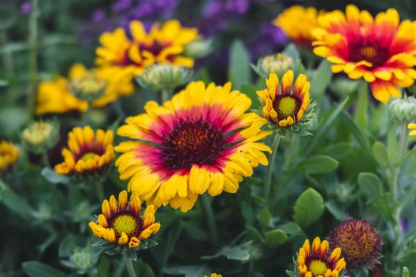 Blanket Flower SpinTop&trade; Red Starburst 1 Gallon