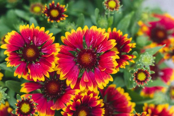 Blanket Flower SpinTop&trade; Orange Halo 1 Gallon