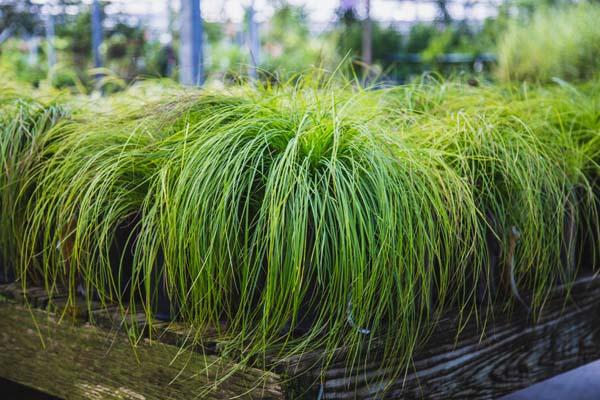 Pennsylvania Sedge 1 Gallon