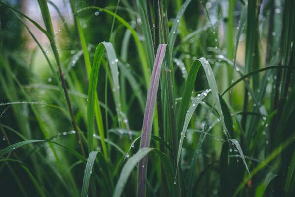 Big Bluestem Grass 'Blackhawks' 3 Gallon