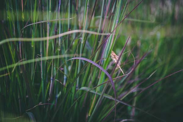 Big Bluestem Grass 'Red October' 3 Gallon