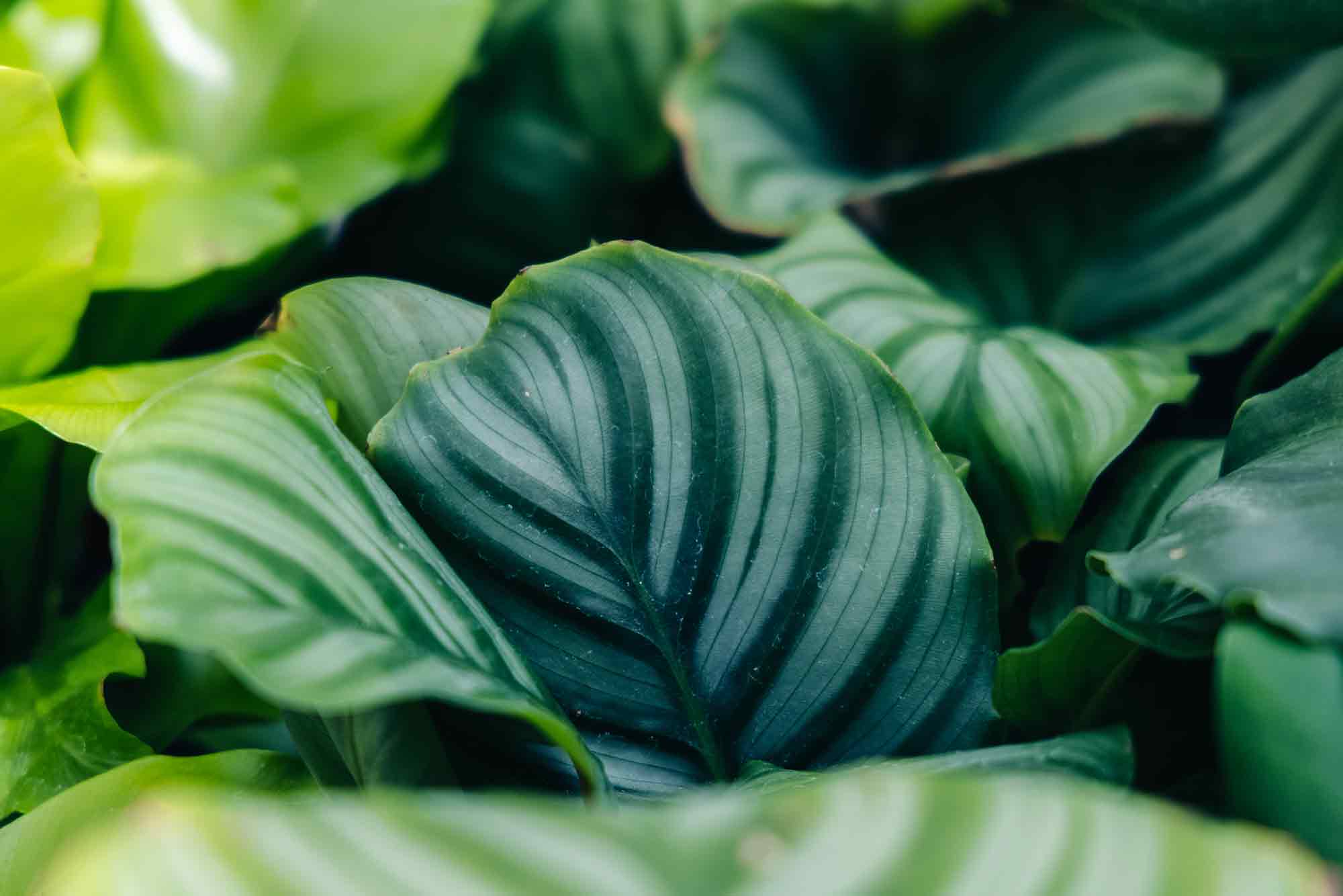 Calathea Orbifolia 6"