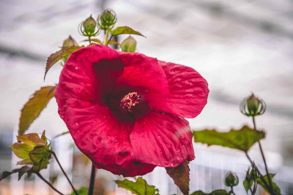 Hardy Hibiscus 'Cherry Brandy' 3 Gallon