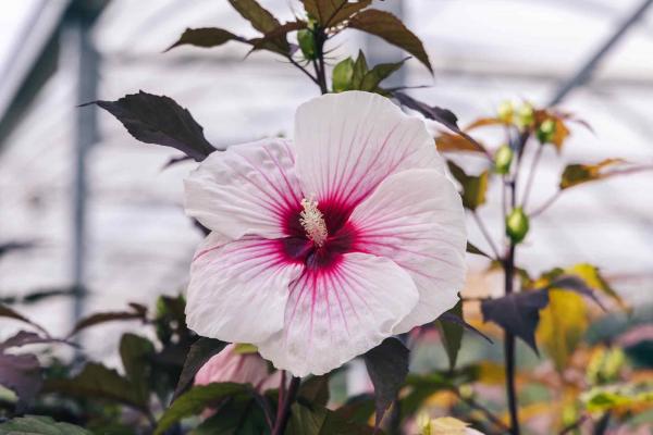 Hardy Hibiscus 'Kopper King' 3 Gallon