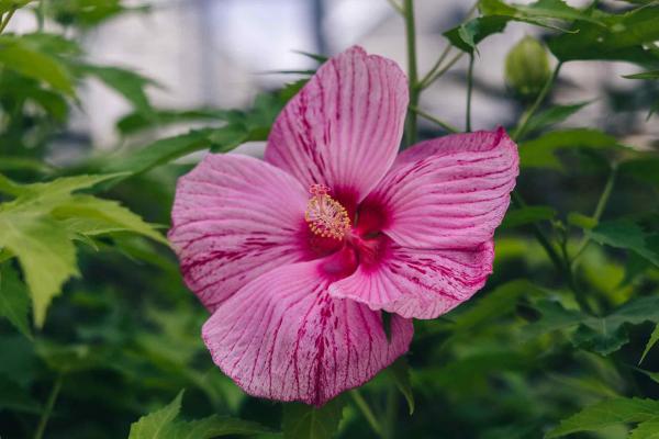 Hardy Hibiscus 'Peppermint Schnapps' 3 Gallon