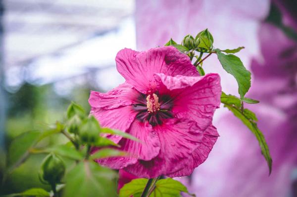 Hardy Hibiscus 'Plum Crazy' 3 Gallon