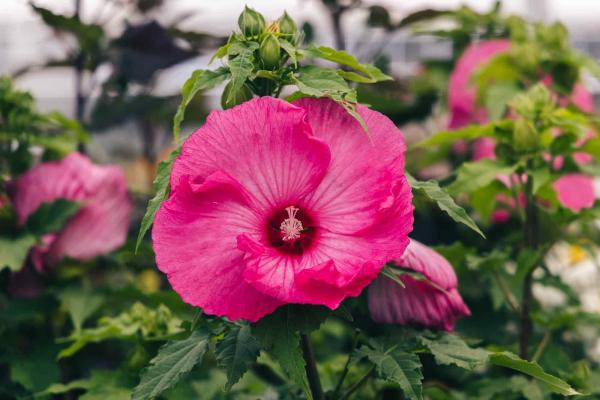 Hardy Hibiscus 'Airbrush Effect' 3 Gallon