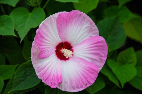Hardy Hibiscus 'Luna Pink Swirl' 3 Gallon