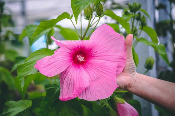 Hardy Hibiscus 'Super Rose' 3 Gallon