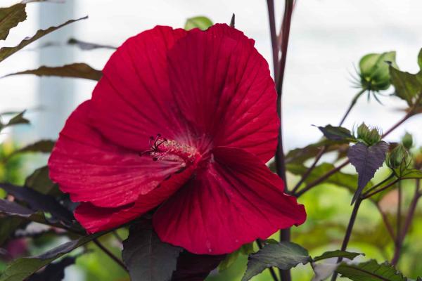 Hardy Hibiscus 'Midnight Marvel' 3 Gallon