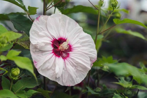 Hardy Hibiscus Summerific&reg; Cherry Cheesecake 3 Gallon