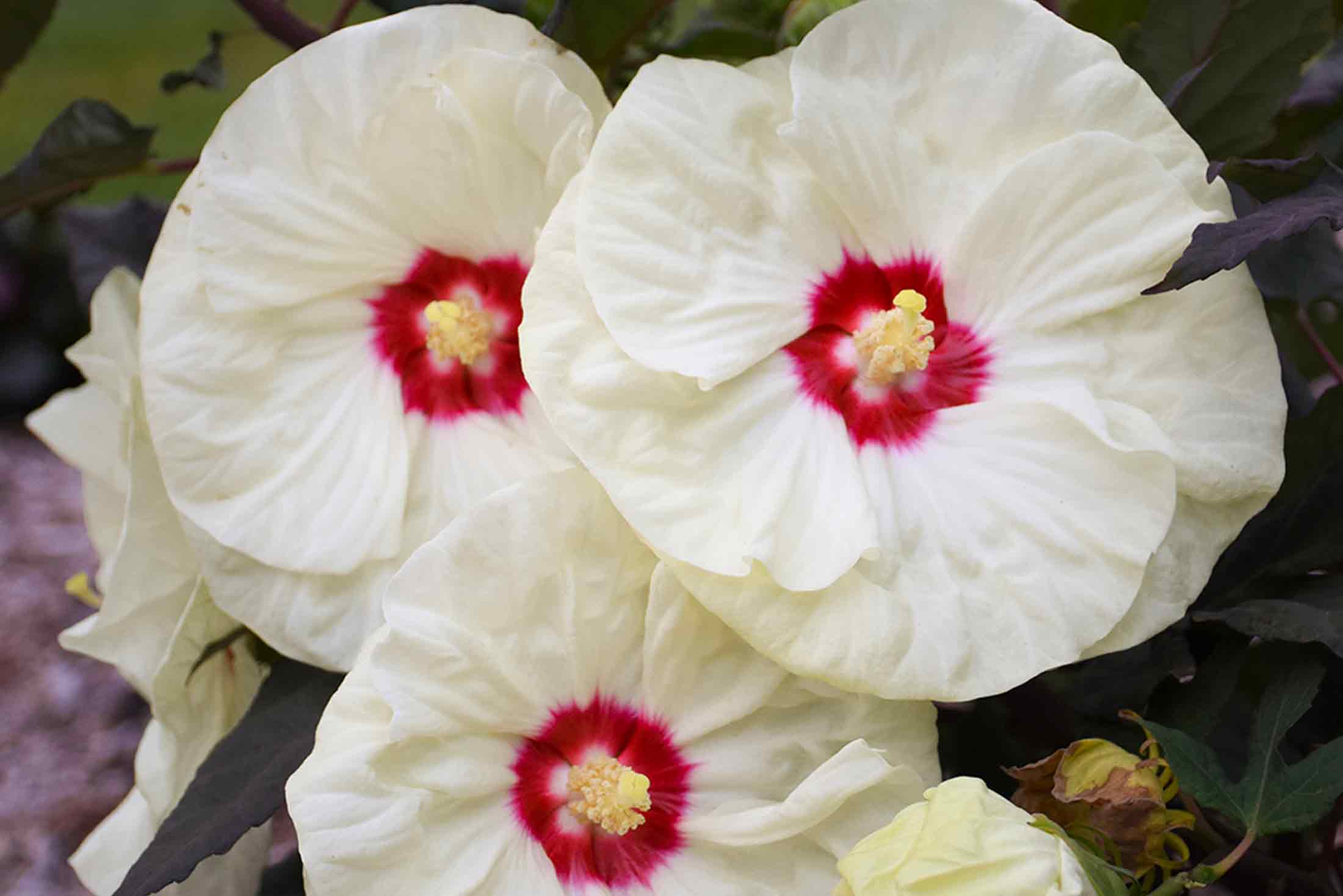 Hardy Hibiscus Summerific&reg; French Vanilla 3 Gallon