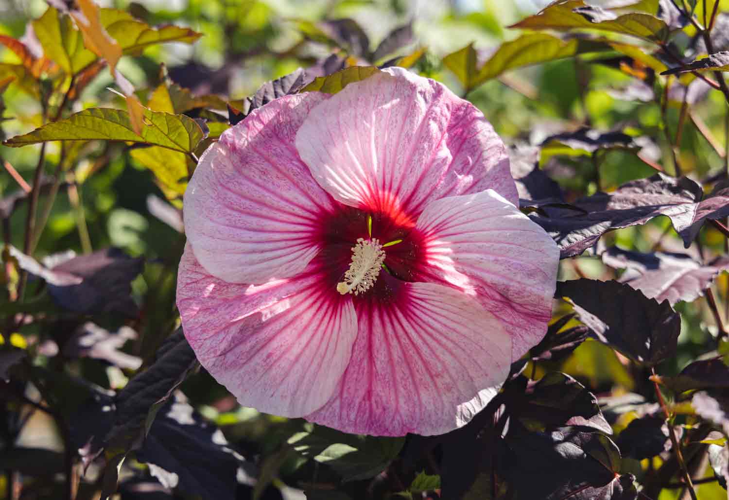 Hardy Hibiscus 'Starry Starry Night' 3 Gallon