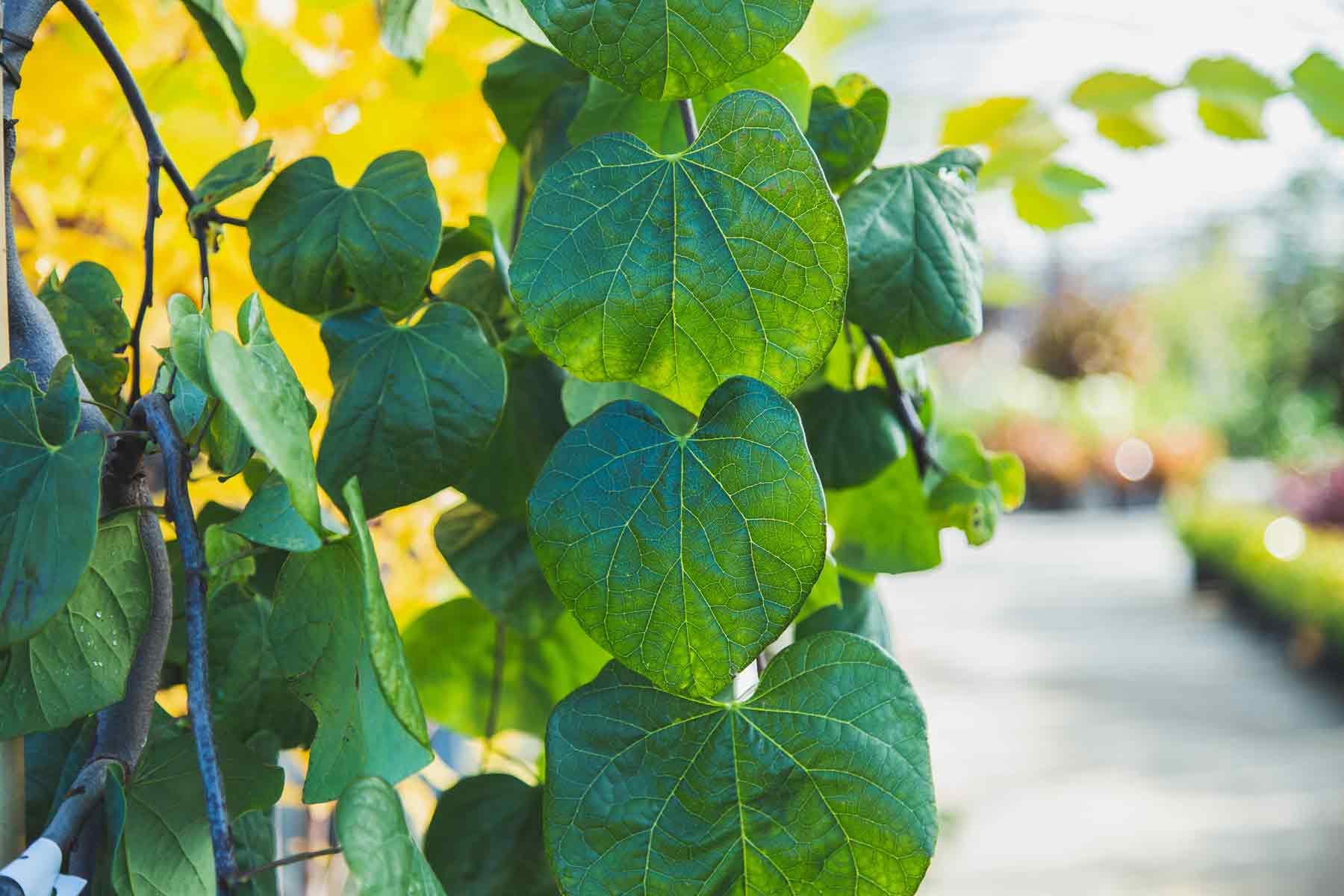 Redbud Tree Lavender Twist&reg; 10 Gallon