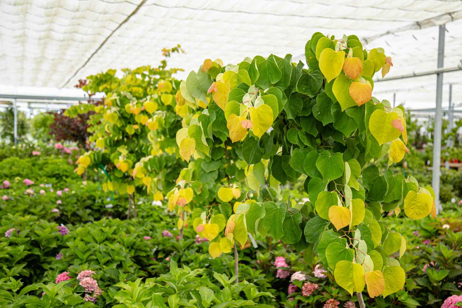 Redbud Tree The Rising Sun&trade; 10 Gallon