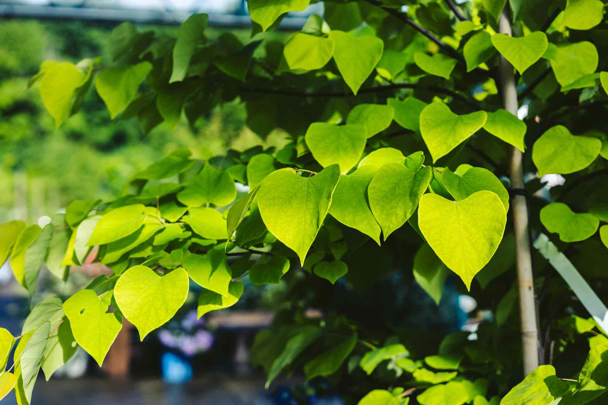 Redbud Tree 'Hearts of Gold' 10 Gallon