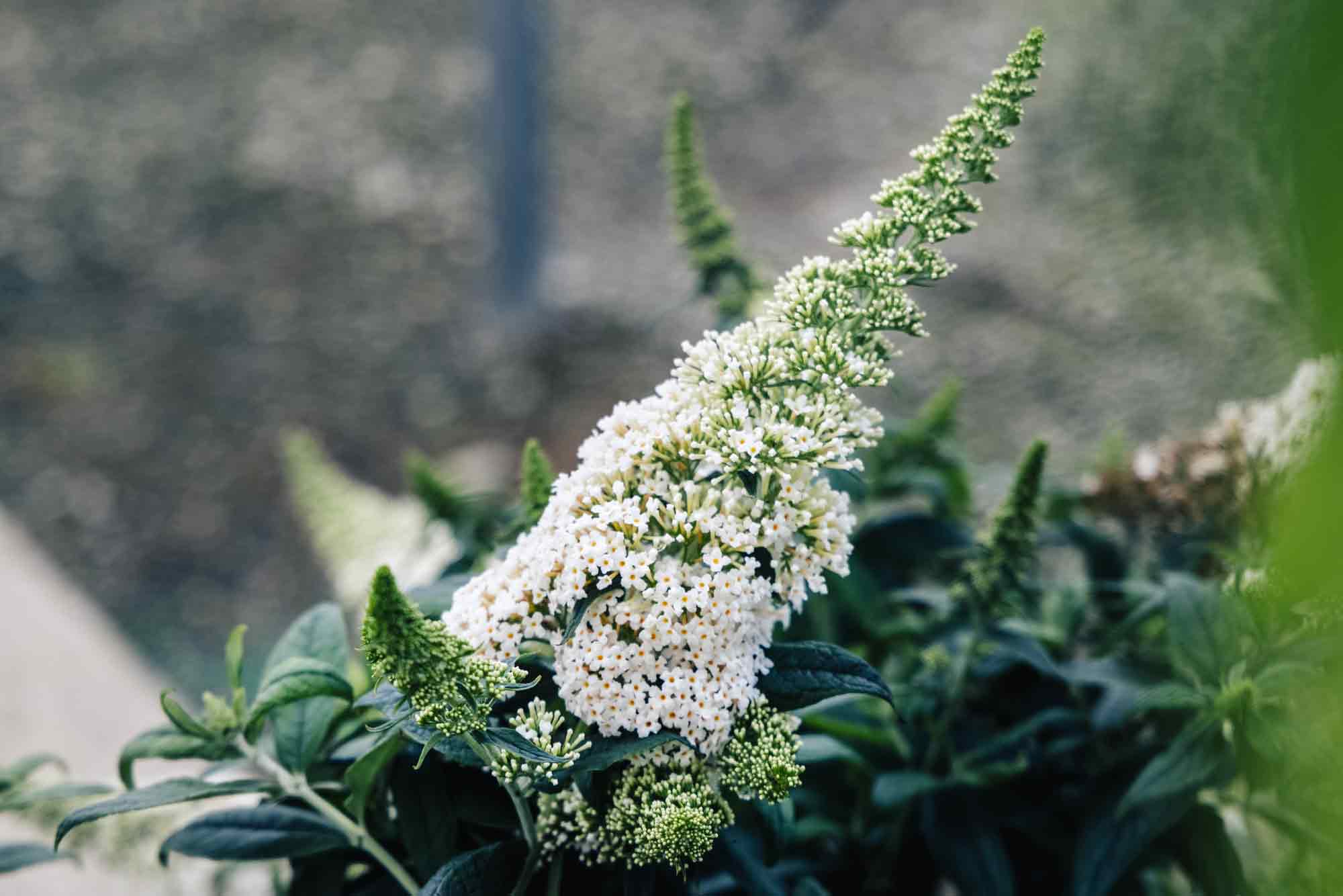 Butterfly Bush Pugster White&reg; 3 Gallon