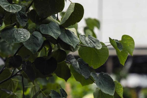 Eastern Redbud Tree 10 Gallon