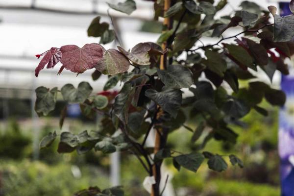 Redbud Tree 'Forest Pansy' 10 Gallon