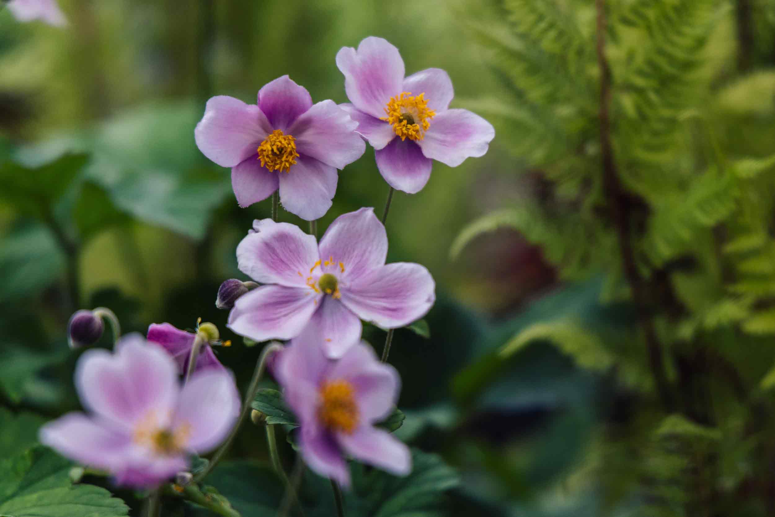 Japanese Anemone 'September Charm' 2 Gallon