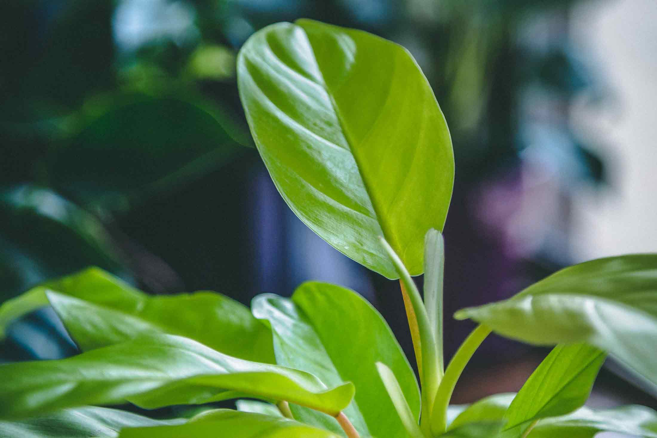 Philodendron 'Lemon Lime' 6"