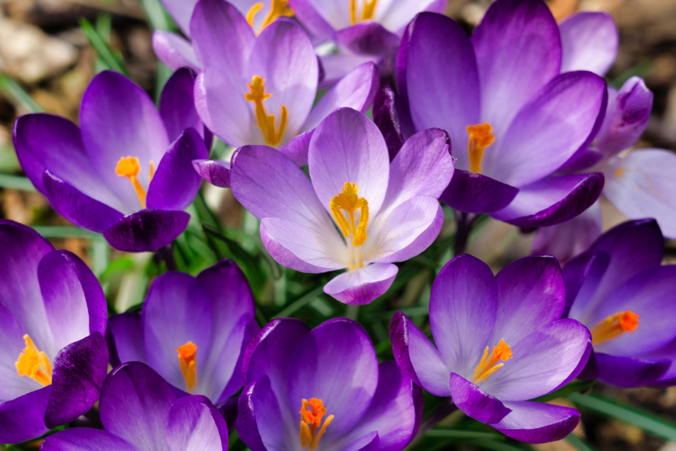 Spring Blooming Bulbs