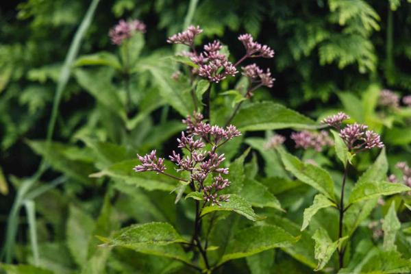 Joe Pye Weed 'Gateway' 2 Gallon