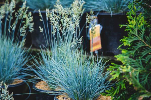 Blue Fescue Grass 'Elijah Blue' 1 Gallon