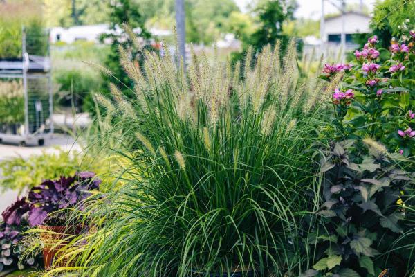 Fountain Grass 'Hameln' 3 Gallon