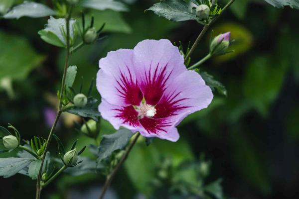 Rose of Sharon Orchid Satin&reg; 3 Gallon