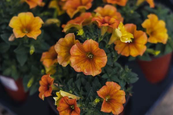 SuperCal&reg; Premium Sunset Orange Quart