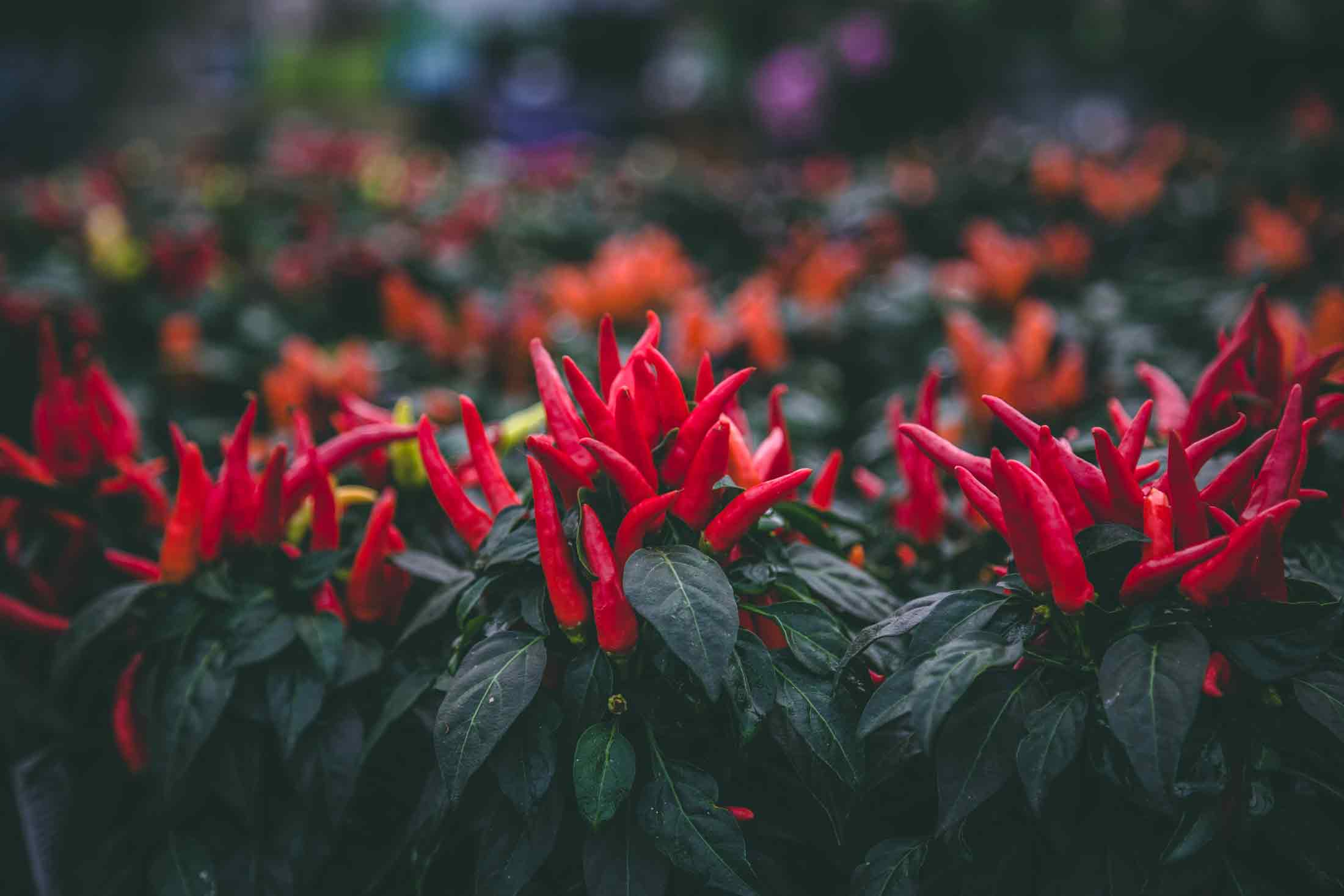 Ornamental Peppers