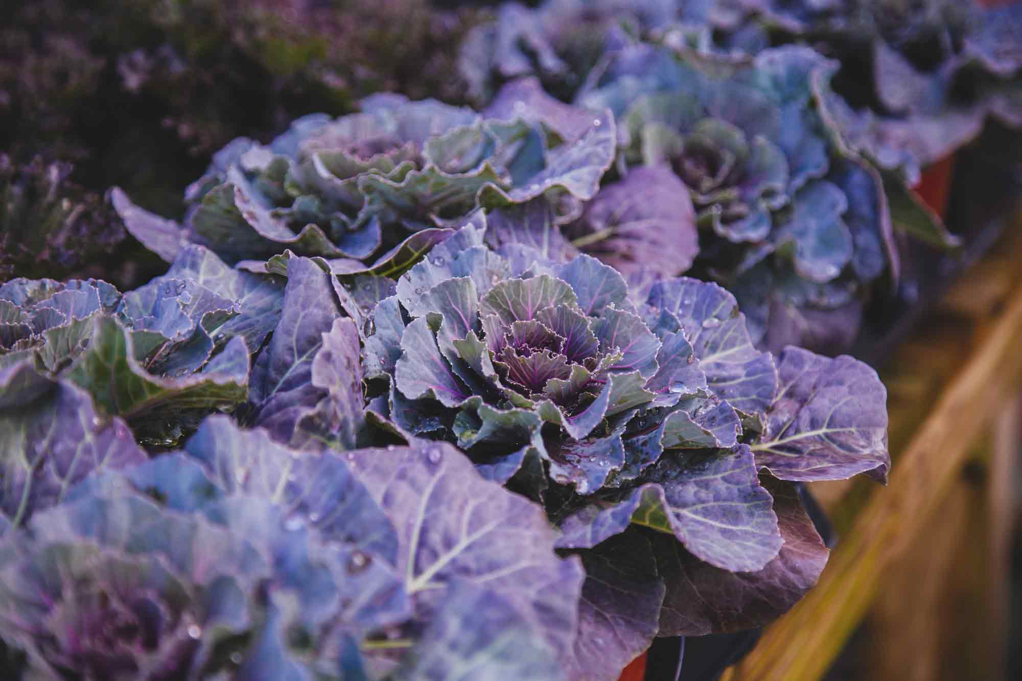 Cabbage & Kale