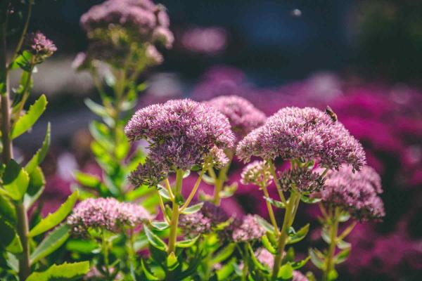 Stonecrop Sedum 'Autumn Fire' 2 Gallon