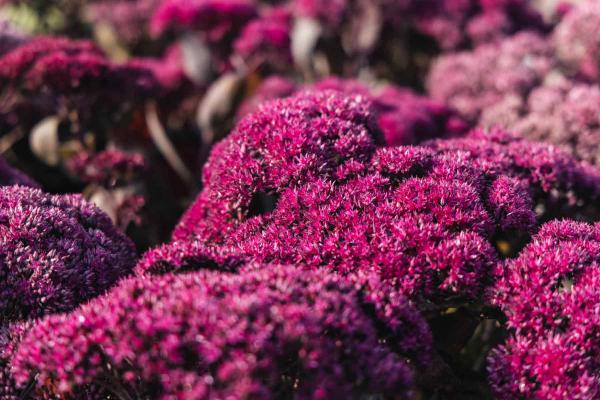 Stonecrop 'Thunderhead' 2 Gallon