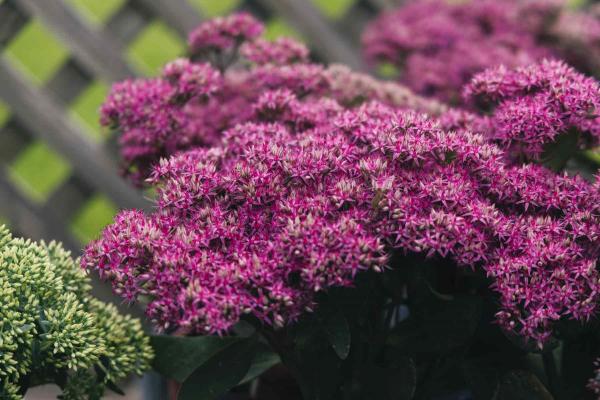 Stonecrop 'Mr Goodbud' 2 Gallon