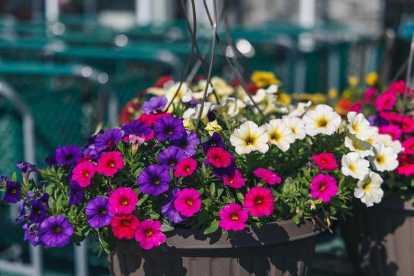 SuperCal&reg; Garden Magic 12" Hanging Basket