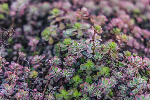 Stonecrop 'Tricolor'  Market Basket