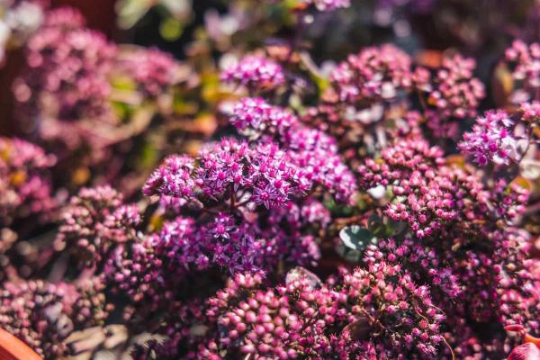 Stonecrop SunSparkler&reg; 'Cherry Tart' 1 Gallon