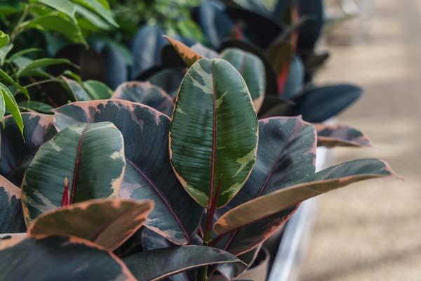 Rubber Plant 'Belize' 12CM (5")